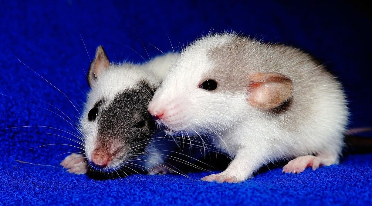 scientists-don-t-trust-depression-experiments-on-rats-peta