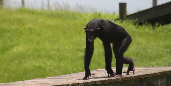 Lisa Marie, a chimpanzee who was born at the former Missouri Primate Foundation