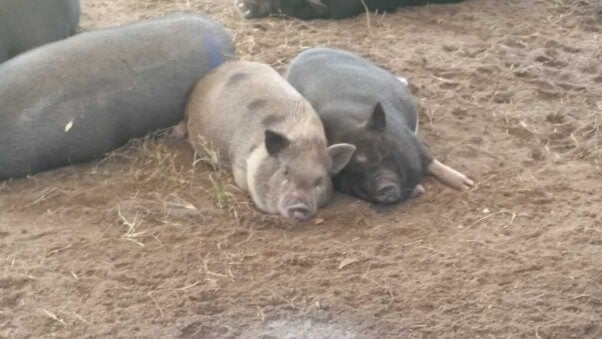 Pigs rescued from Darlynn's Darlins by PETA