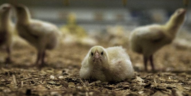 Sad looking chicks