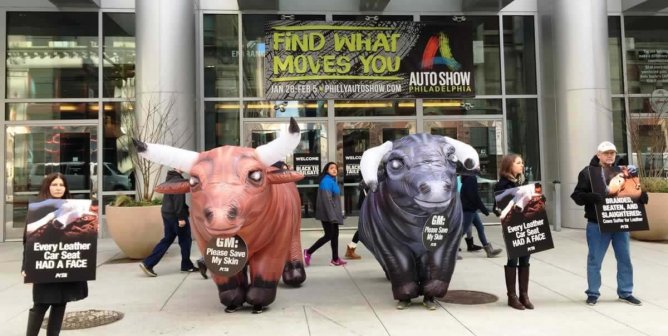Two inflatable bulls flanked by protesters holding anti-leather signs