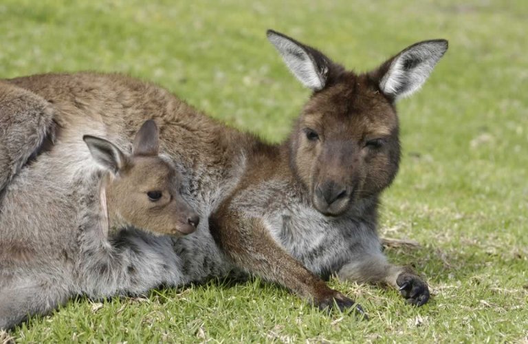 What Is Kangaroo Leather, and Which Companies Use It? | PETA