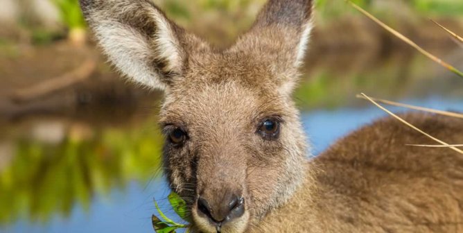 Close-up of kangaroo looking into camera