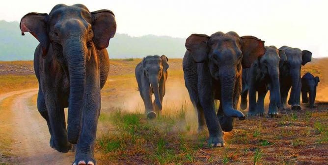 Herd of Asian elephants