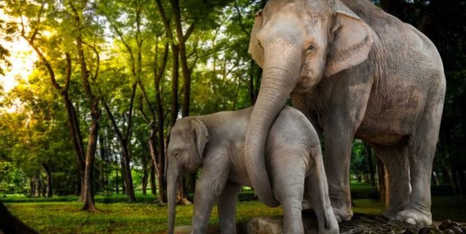 Asian elephant with baby