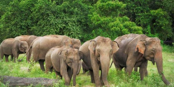 Six Asian elephants walking through grass