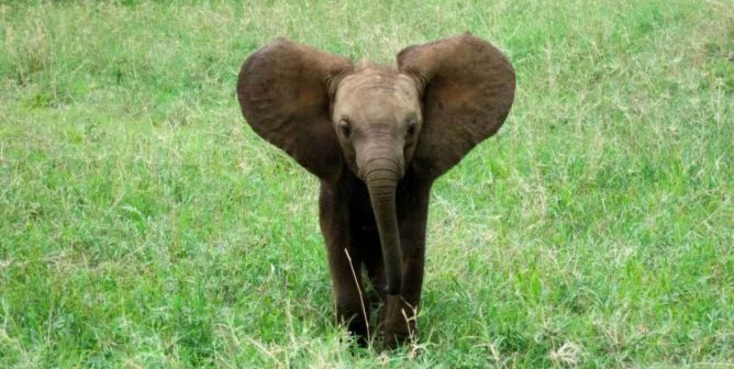 Cute baby elephant standing on grass