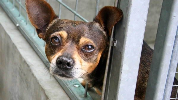 Sad Chihuahua in animal shelter