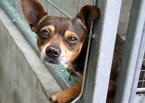 Sad Chihuahua in animal shelter