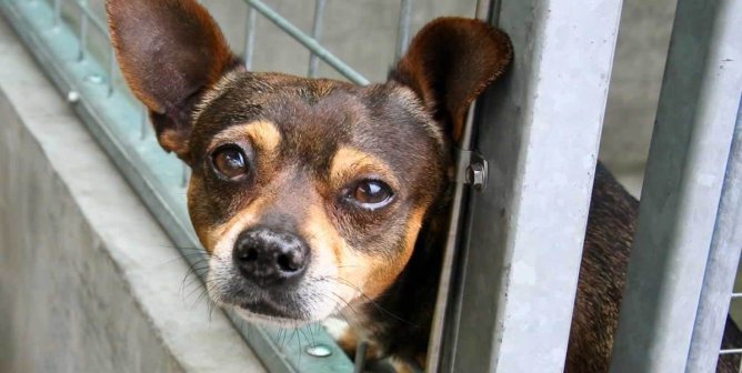 Sad Chihuahua in animal shelter