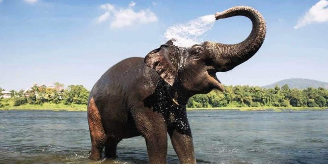 Happy Asian elephant in water