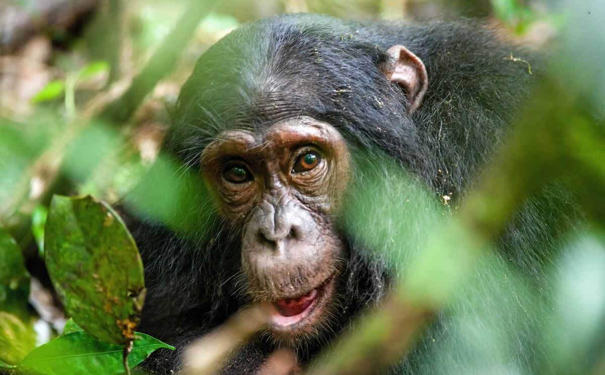 Rite Aid is removing greeting cards featuring 'clownish' chimps and great  apes after PETA request 