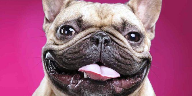 Smiling French bulldog