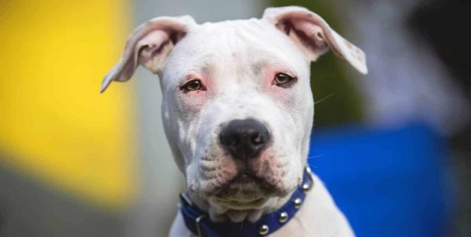 White pit bull wearing blue collar