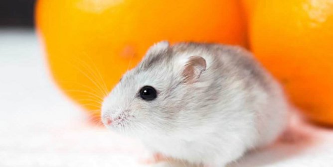 Dwarf hamster on table with oranges