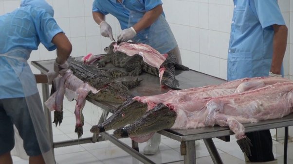 crocodiles killed for their skin