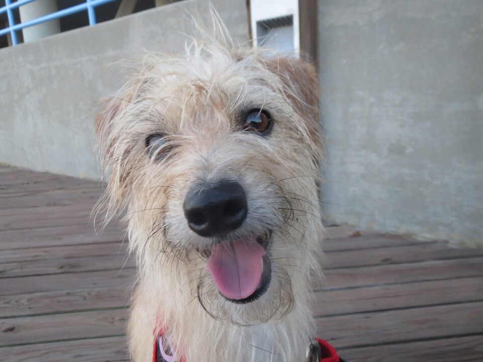 Child Throws 'Ugly' Dog off Balcony. Watch Her Amazing Recovery! (Video ...