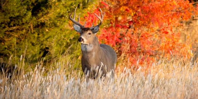 Deer Whitetail Buck