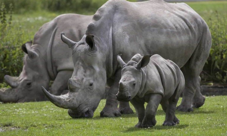 China Reinstates Ban On Rhino Horn And Tiger Bone 