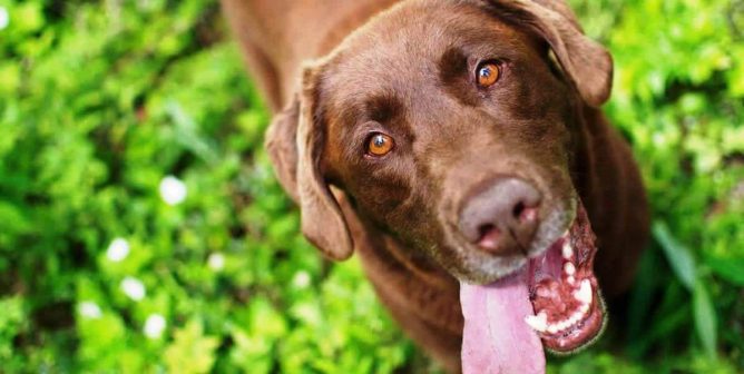 Smiling brown dog