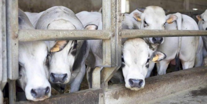 Sad cows in small enclosure