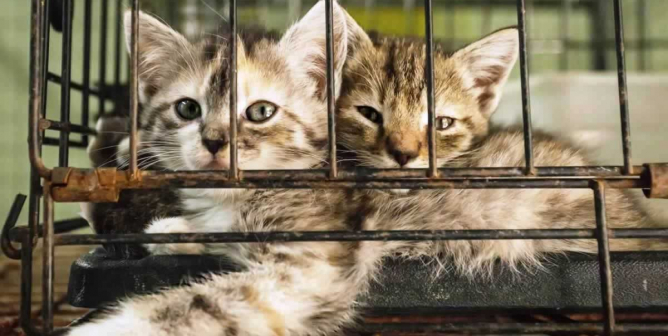 Two kittens in cage in shelter