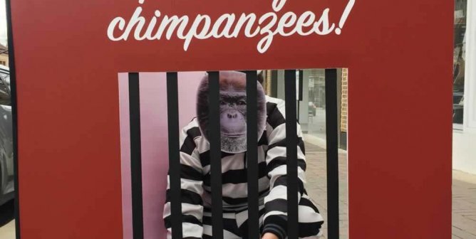 A PETA supporter dressed as a chimpanzee behind bars