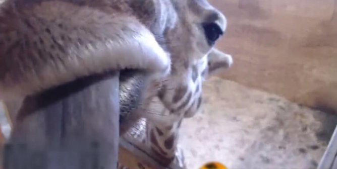 the birth of a baby giraffe at Animal Adventure park was streamed live on YouTube