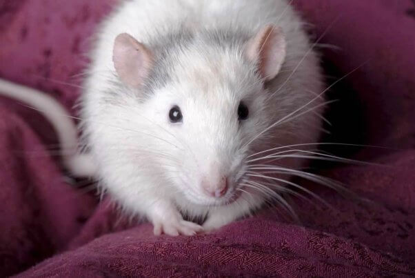 Close up horizontal shot of a domestic gray and white rat looking into the camera.