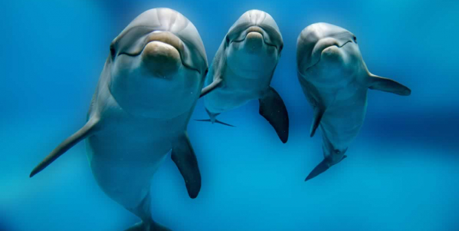 Three dolphins in the wild looking at camera