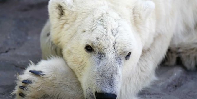 Sad-looking polar bear in captivity