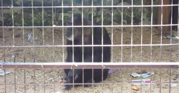 A chimpanzee in a depressing enclosure at Hollywild Park