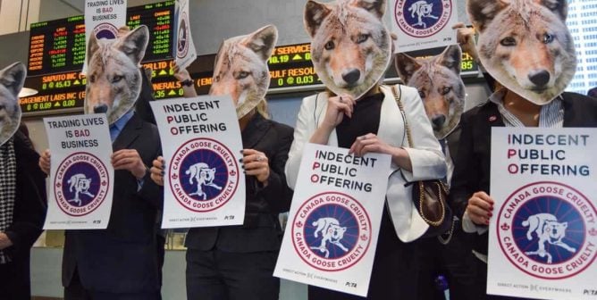 Activists in coyote masks hold signs protesting Canada Goose at its IPO in Toronto