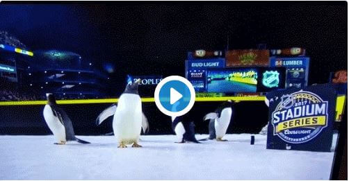 fireworks scare penguins at a Pittsburgh Penguins game