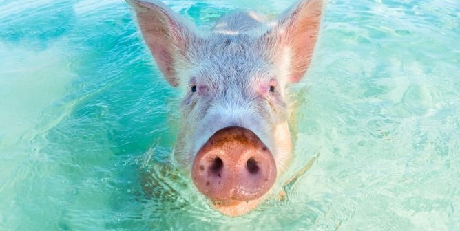 Pig Beach pig swimming