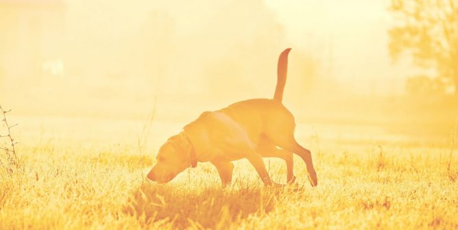 A dog at sunrise