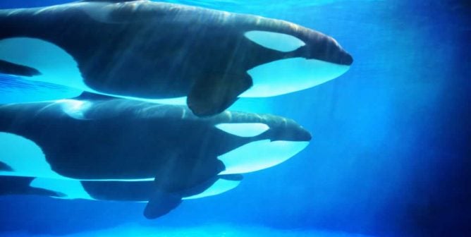 Two orcas swimming in blue water