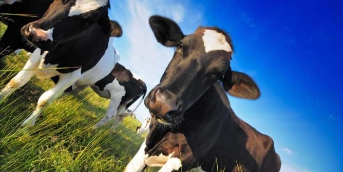 Several cows looking into camera, photographed diagonally