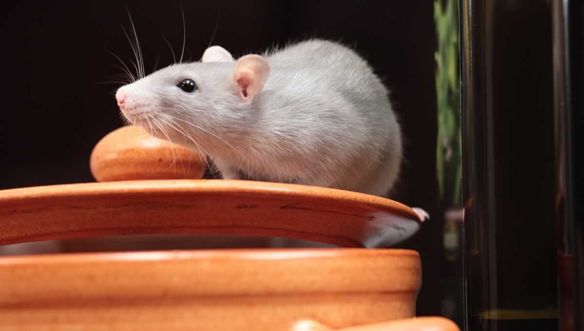 Gray companion rat on top of what looks like a cookie jar