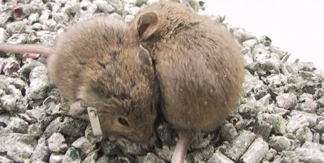 two brown mice huddled together, one of whom has an ear tag