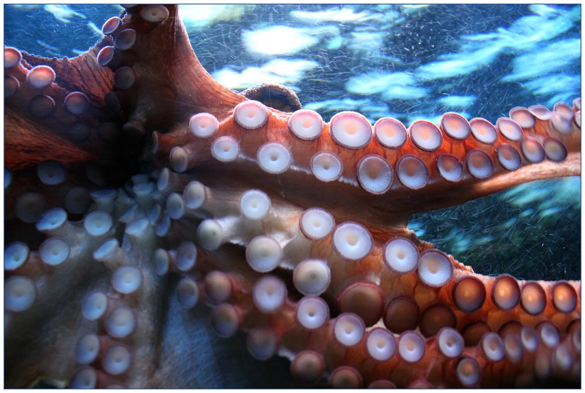 Why do we continue to kill and eat the octopus, when it is now