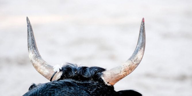 the horns of a black bull