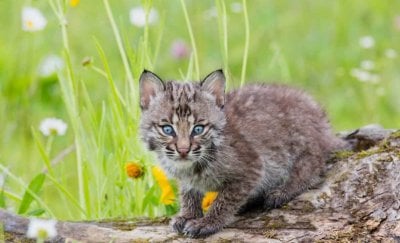 Dade City's Wild Things Cited for Shipping 3-Week-Old Bobcats | PETA