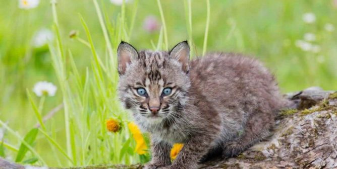 Cute bobcat kitten on log with grass and flowers in the background