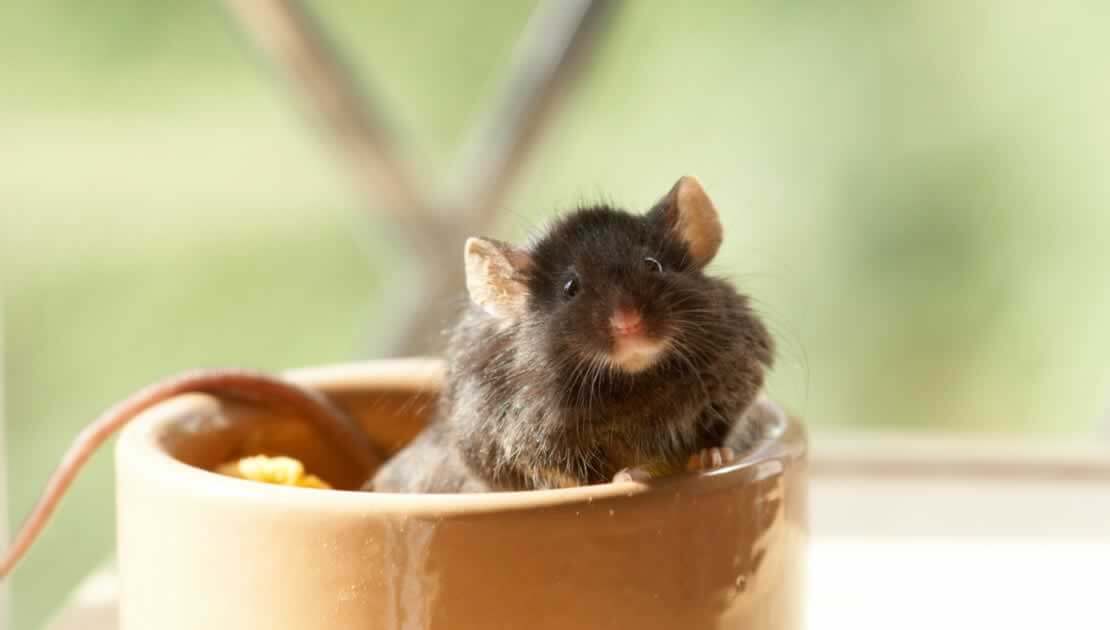 How to get rid of mice and rats in your house - Discover Wildlife