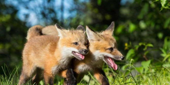 Two happy-looking baby foxes walking together