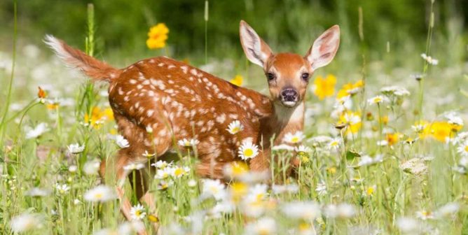 Cute fawn in field surrounded by white and yellow flowers