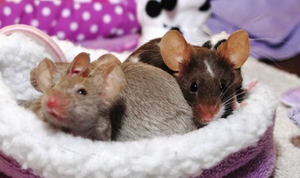 Cute mice snuggled up in cozy bed