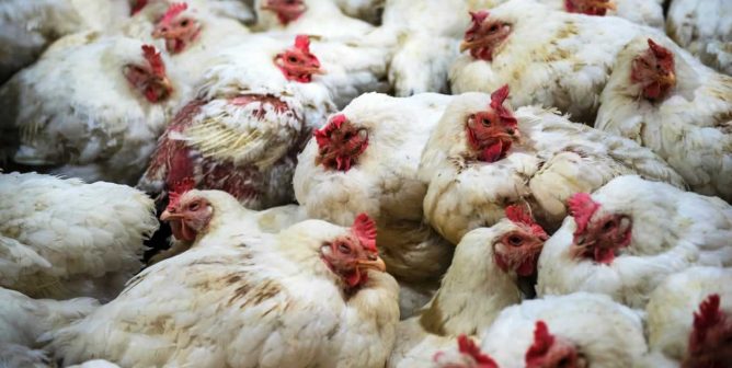 this is how chickens raised for cage-free eggs really live