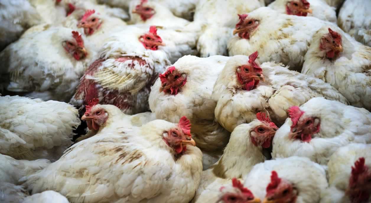 Vital Farms Claims Humane Treatment of Chickens—PETA Foundation Lawyers Help File Class Action